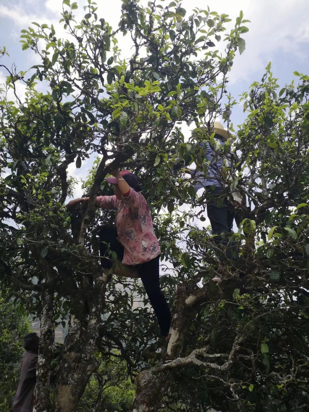 2023年寧洱擺尾箐古樹春茶特點是什么？