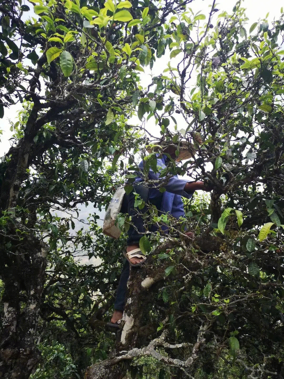 2023年寧洱擺尾箐古樹春茶品質(zhì)如何？