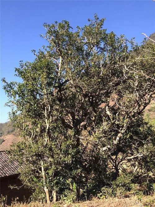 2023年寧洱擺尾箐古樹春茶價(jià)格是多少？