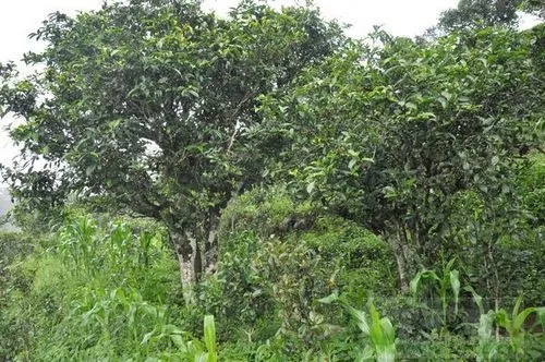 2023年鎮(zhèn)沅老海塘古樹春茶特點(diǎn) 是什么？