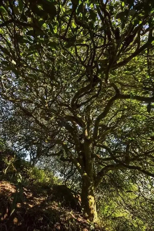 2023年鎮(zhèn)沅老烏山古樹春茶品質(zhì)如何？