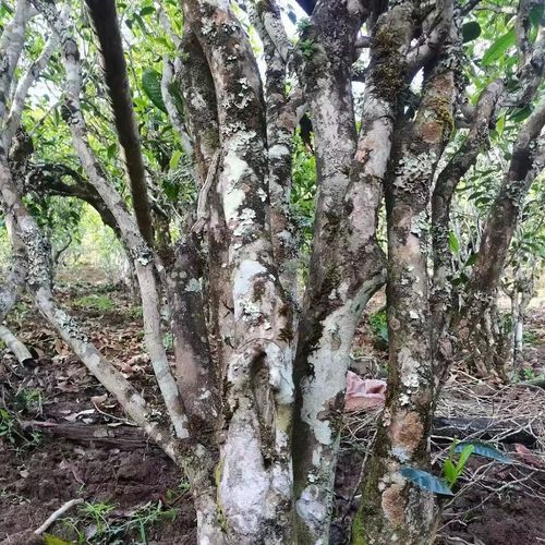 2023年鎮(zhèn)沅老烏山古樹春茶價(jià)格是多少？