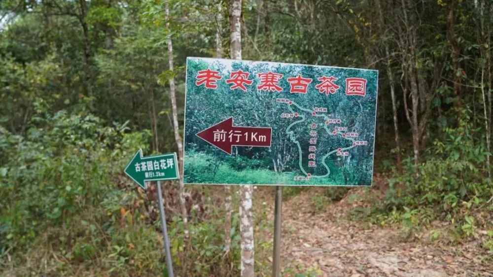 2023年普洱老安寨古樹(shù)春茶特點(diǎn)是什么？