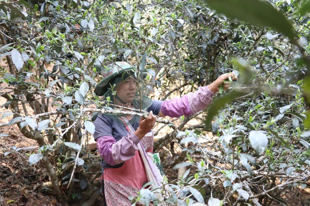 2023年普洱老安寨古樹春茶口感怎么樣？