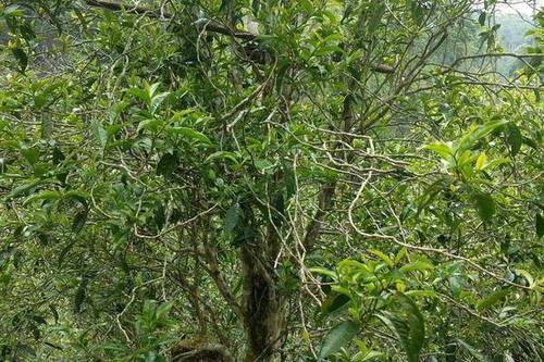 2023年千家寨古樹春茶口感怎么樣？