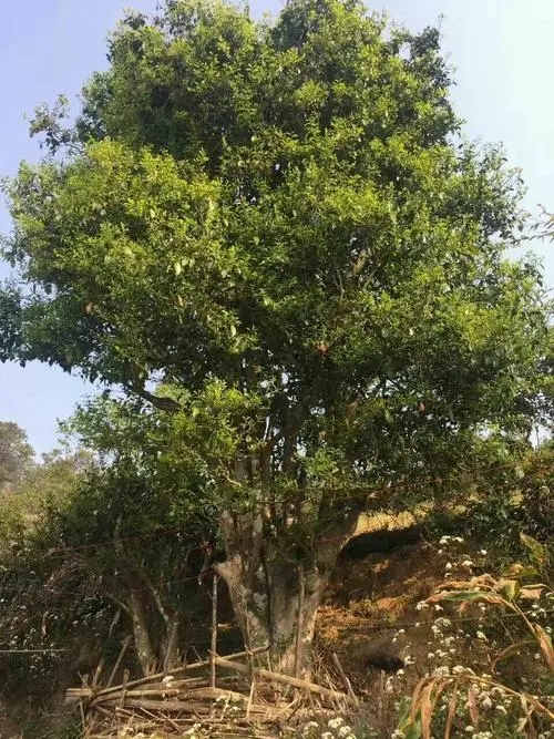 2023年千家寨古樹春茶特點(diǎn)是什么？