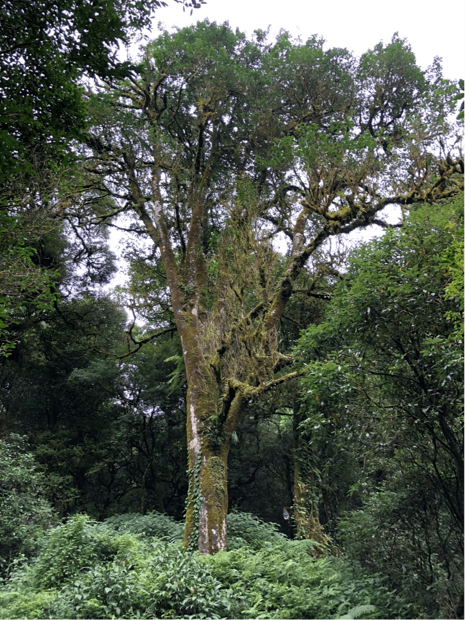 2023年千家寨古樹春茶價(jià)格是多少？