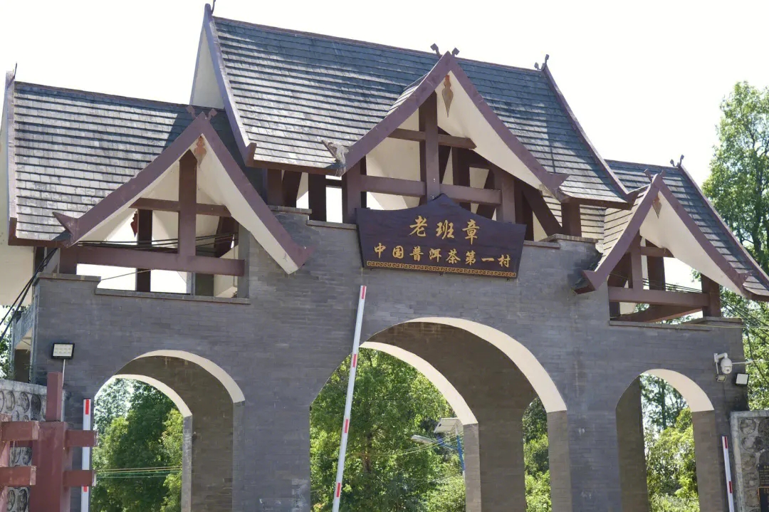 2024年老班章古樹春茶價格是多少？