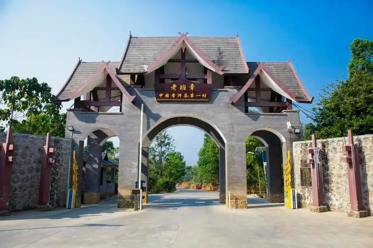 2024年老班章古樹(shù)春茶口感是什么?