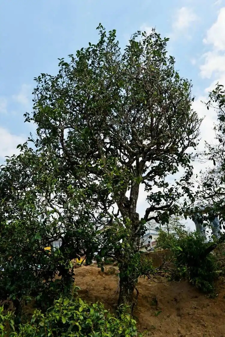 2024年冰島老寨古樹春茶口感是什么？