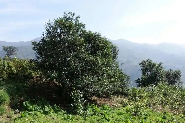 2024年冰島老寨古樹(shù)春茶特點(diǎn)是什么？