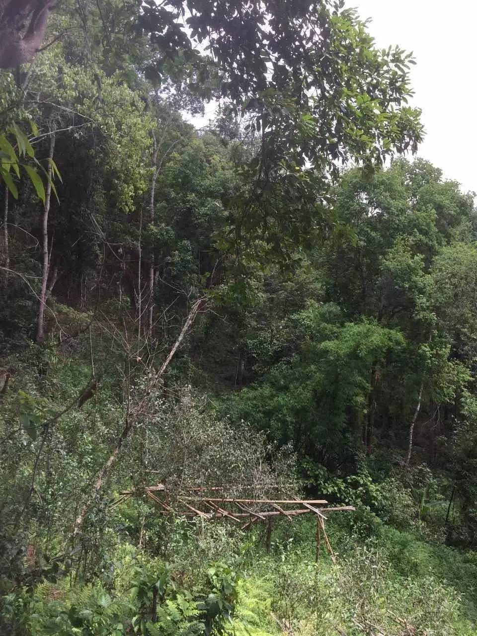 2024年曼松古樹春茶特點(diǎn)是什么？