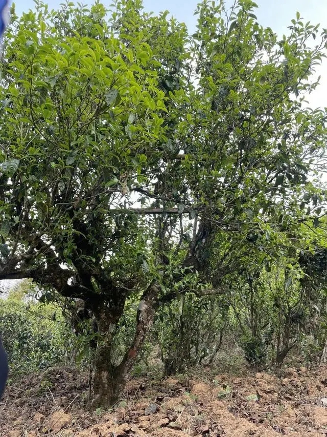 2024年薄荷塘古樹春茶價格是多少？