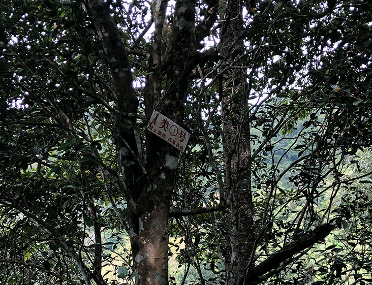 2024年薄荷塘古樹春茶多少錢一公斤？