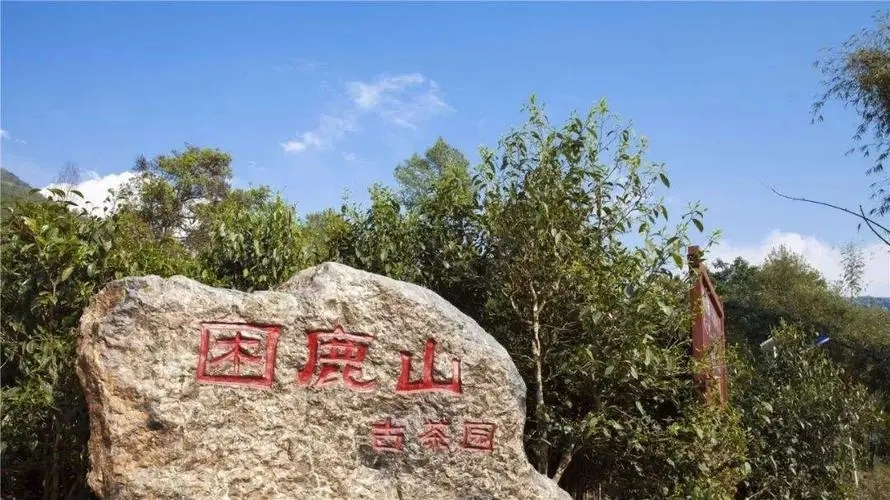 2024年困鹿山古樹春茶特點(diǎn)是什么？