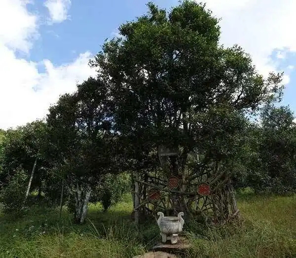 2024年困鹿山古樹春茶價(jià)格是多少？