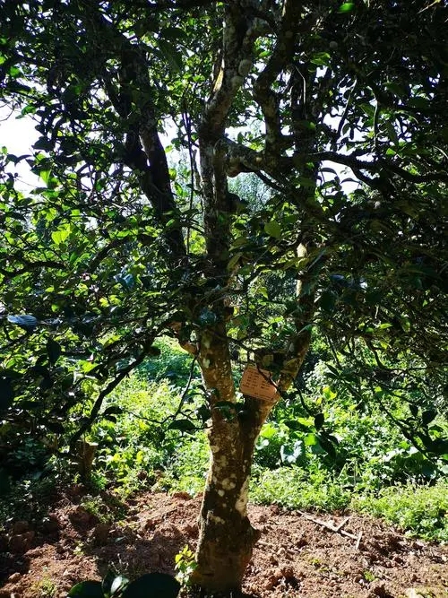 2024年困鹿山古樹(shù)春茶多少錢(qián)一公斤？