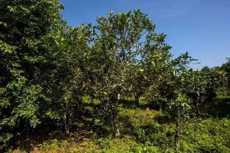 2024年迷帝古樹春茶特點是什么？