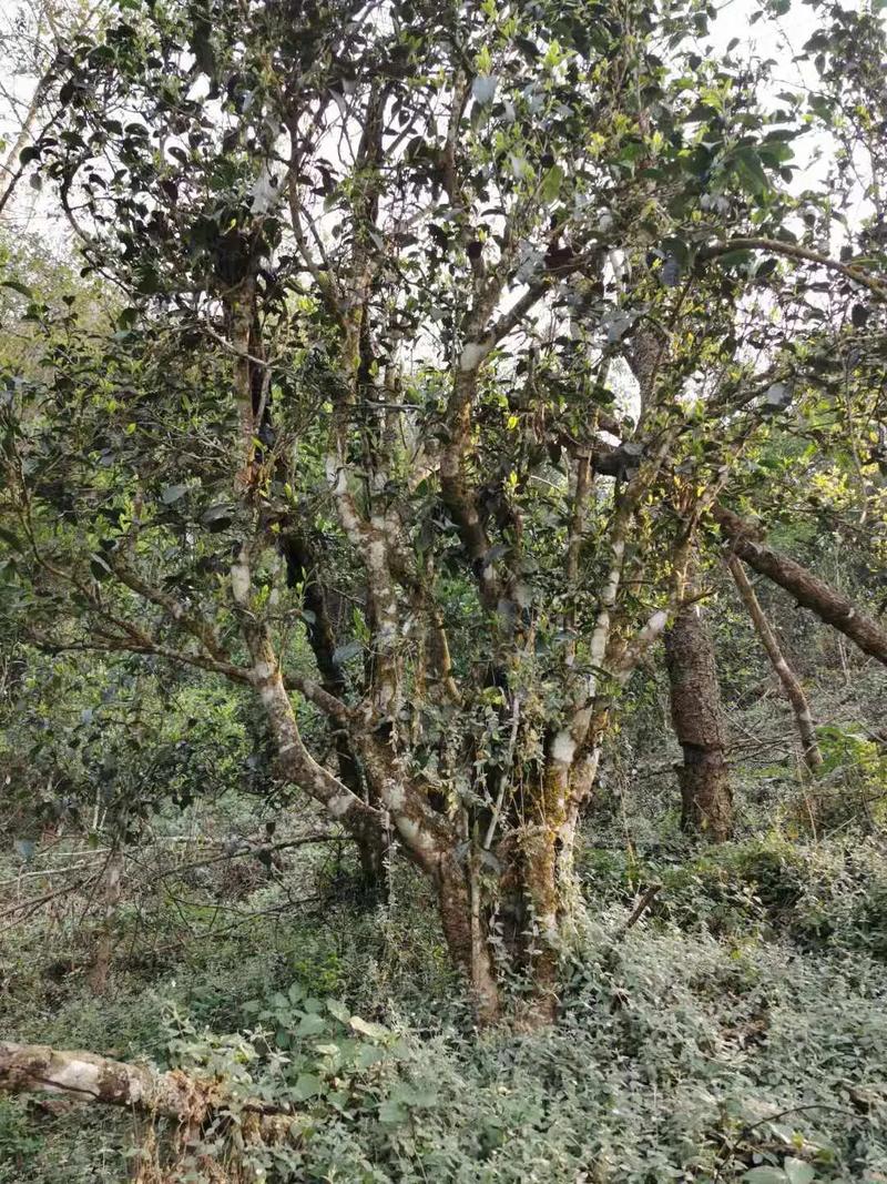 2024年迷帝古樹春茶口感如何？