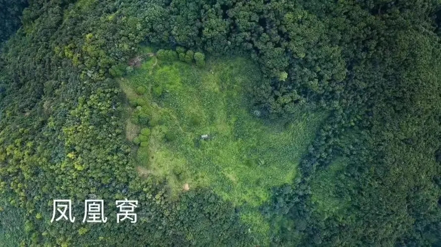 2024年墨江鳳凰窩古樹春茶多少錢一公斤？