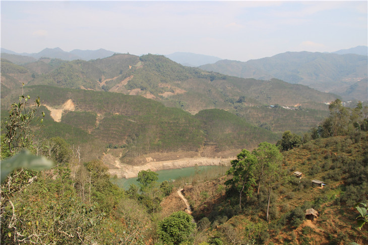 2024年昔歸古樹(shù)春茶口感是什么？