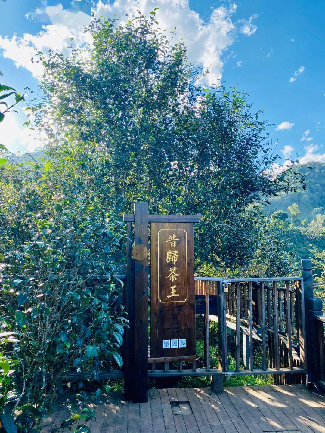 2024年昔歸古樹春茶品質(zhì)如何？