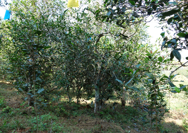 2024年昔歸古樹(shù)春茶多少錢一公斤？