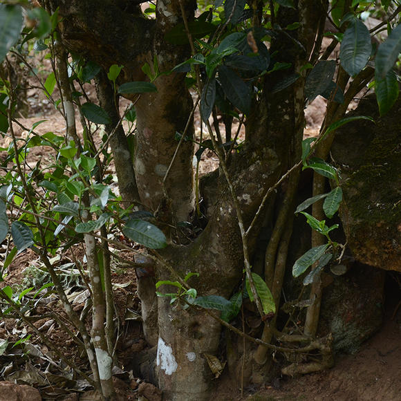 2024年磨烈古樹春茶口感怎么樣？