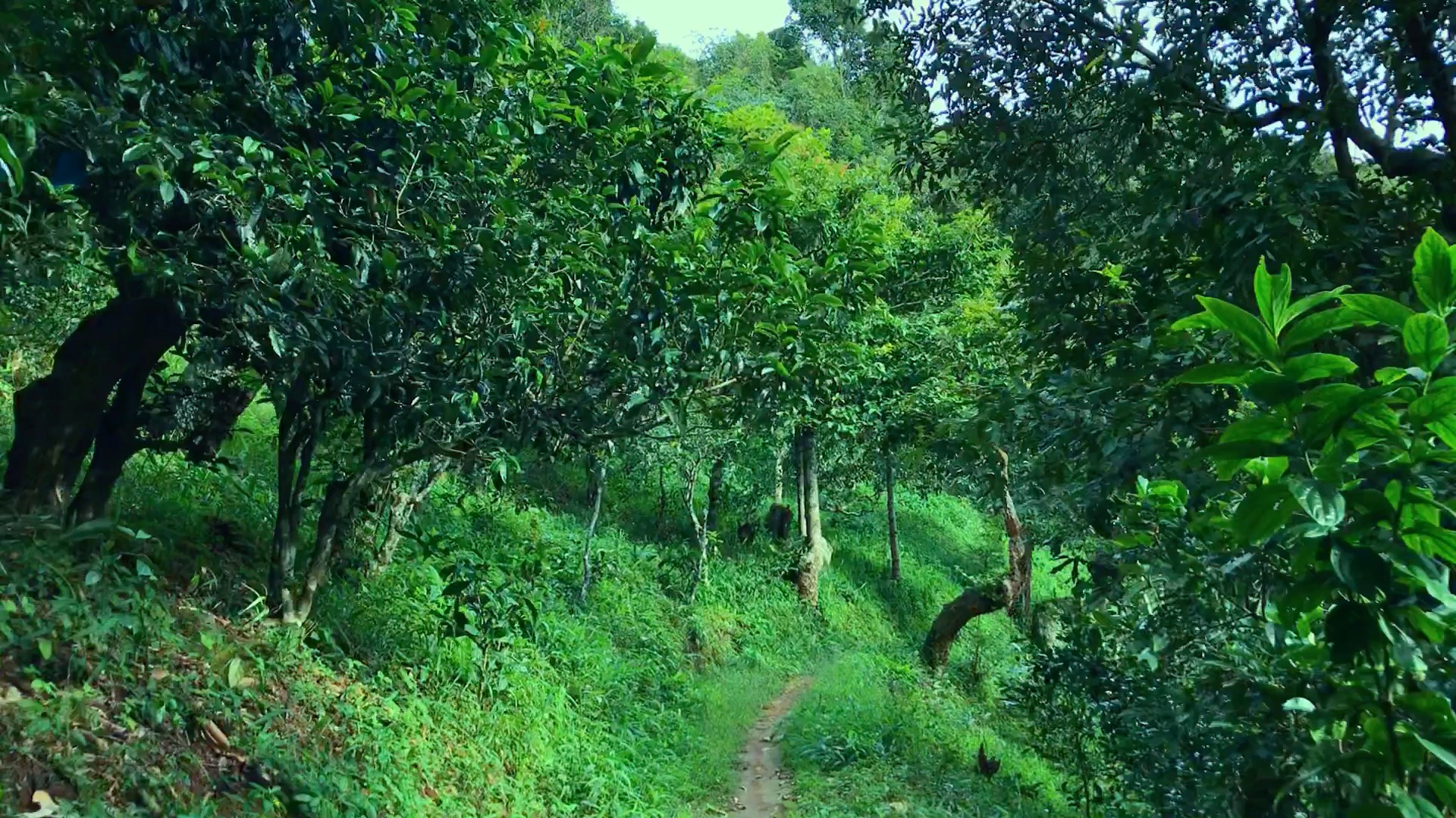 2024年磨烈古樹(shù)春茶品質(zhì)如何？