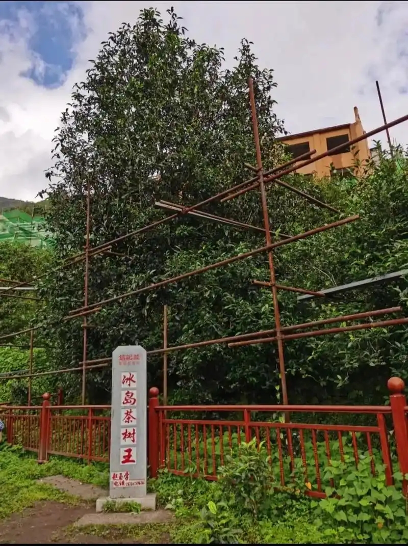 冰島老寨詳細(xì)介紹口感！