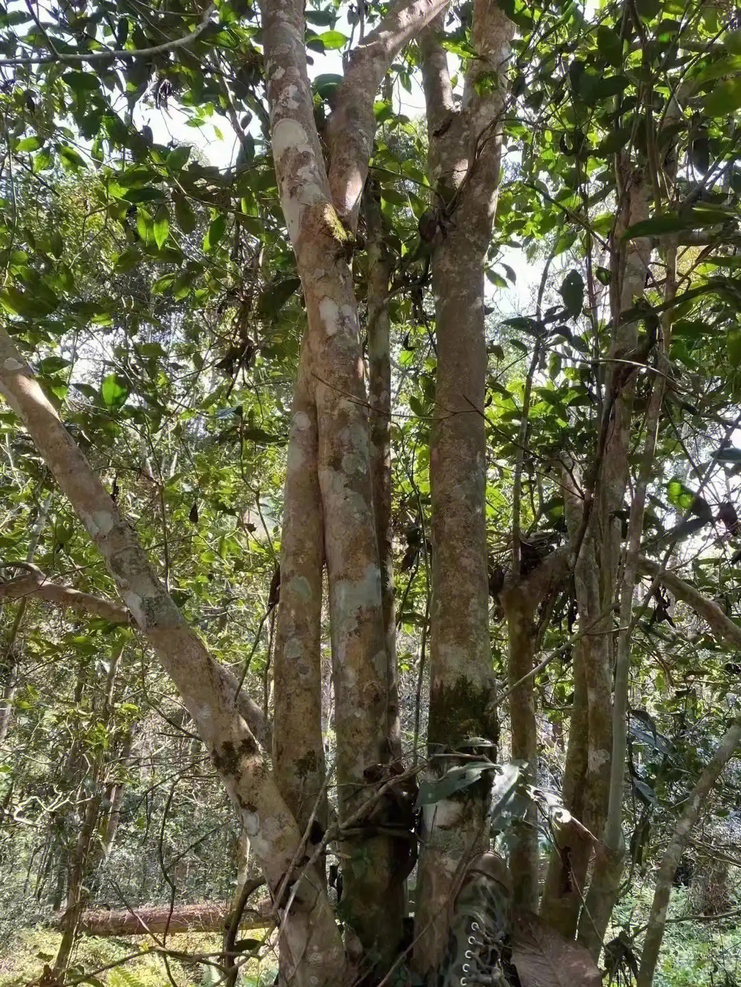 【薄荷塘】普洱茶為什么叫高桿茶？