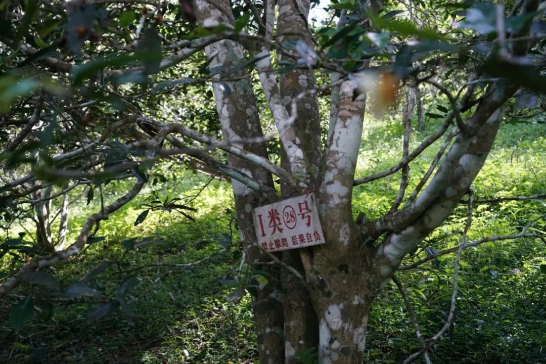 易武巔峰薄荷塘，普洱茶界最神奇最瘋狂的存在