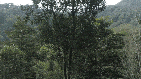 2025年易武古樹春茶價格是多少？