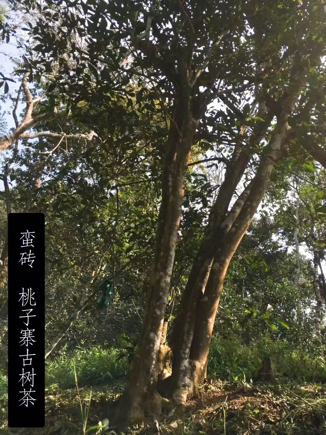 2025年蠻磚古樹春茶口感怎么樣？